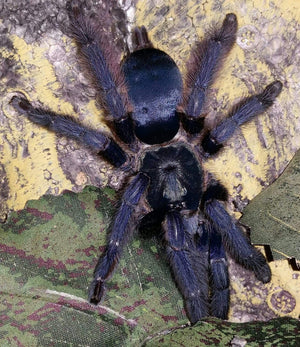 Tapenauchenius violacious- Purple tree spider-