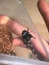 Phiddipus Regius- Regal Jumping Spider unsexed CB- juvenile