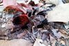 Tlitocatl Khalenbergi- Veracruz Red Rump Tarantula- unsexed- Pure bloodlines