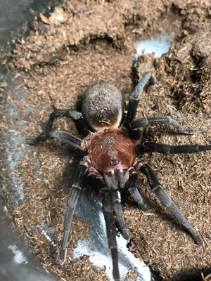 bumba Horrida cabocla brazilian redhead tarantula