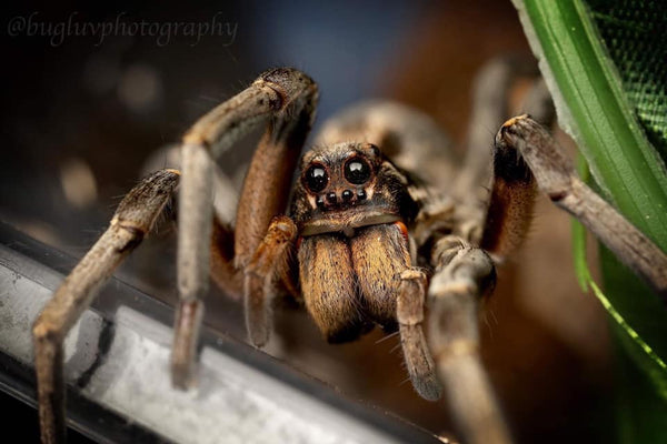 True Spiders