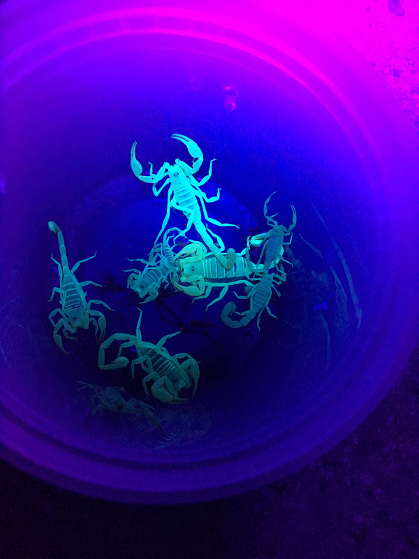 Scorpions
