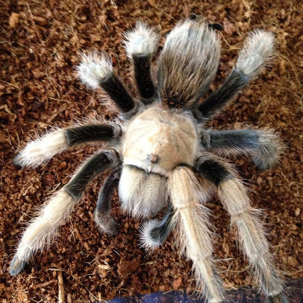 Beginner Tarantulas