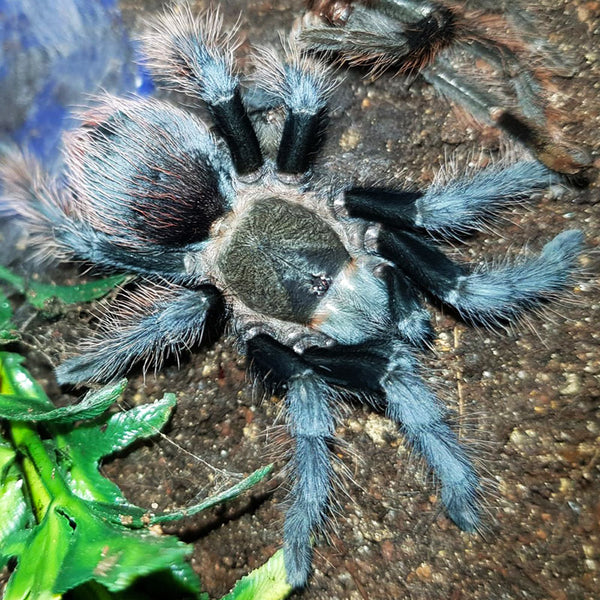 New World Tarantulas