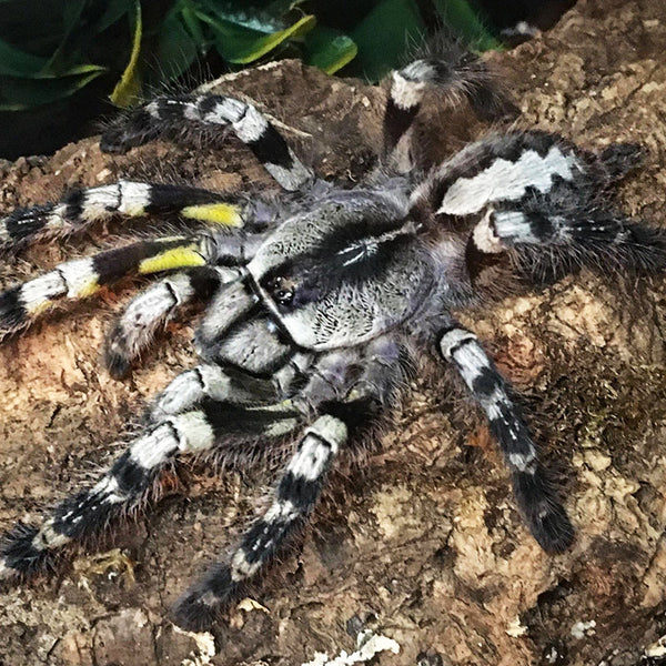 Old World Tarantulas