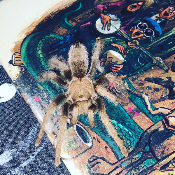 Aphonopelma johnnycashi Johnny Cash Tarantula unsexed Tarantulas