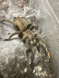 Chaetopelma olivaceum - unsexed- Egyptian Black Tarantula