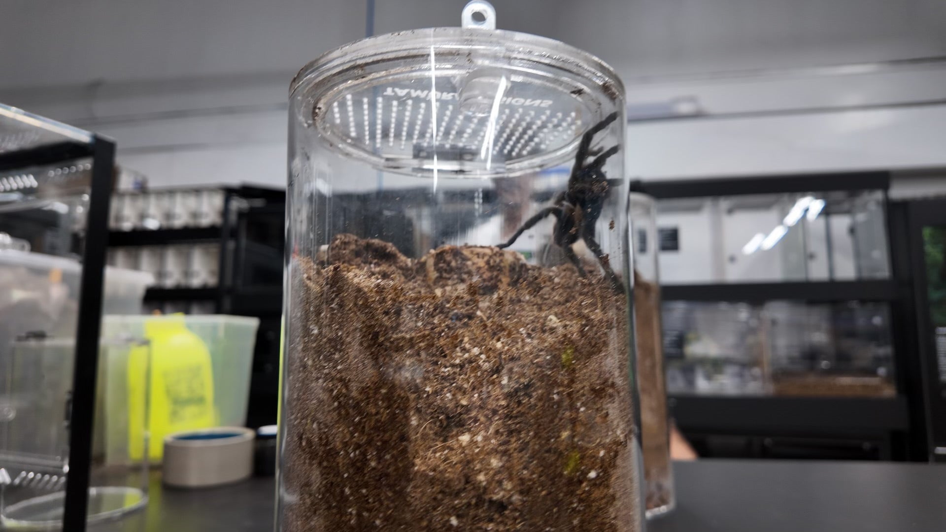 Micro Tarantulas Tamura Designs x Micro Wilderness Fossorial Tube 8” | Tarantulas For Sale