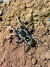 Hapalopus sp 'guerilla-Speckle Patch Tarantula-Unsexed