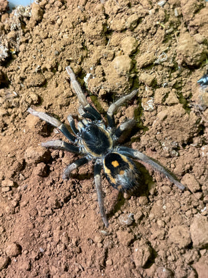 Hapalopus sp 'guerilla-Speckle Patch Tarantula-Unsexed