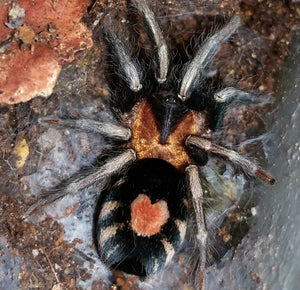 Cyriocosmus elegans Trinidad dwarf tarantula 