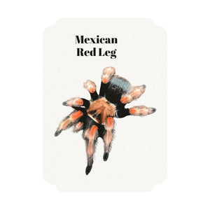 Mexican Flame Knee Postcards (1, 15, 30, and 45 pcs)