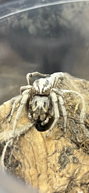 Striped Velvet Spider -Stegodyphus lineatus-unsexed