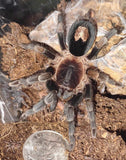 Cyriocosmus sp Tambopota