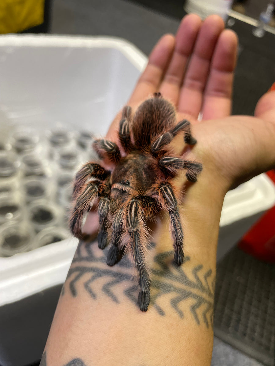 Grammostola Rosea Red Form tarantula