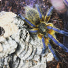 Harpactira pulchripes-Unsexed- Blue Foot Baboon Tarantula