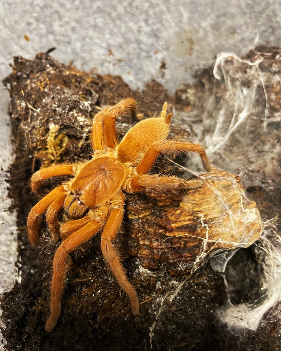 Orphanaecus phillipinus - Phillipine Tangerine Tarantula- Female