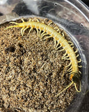 Scolopendra aztecorum southern ghost centipede 