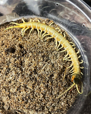 Scolopendra aztecorum southern ghost centipede 
