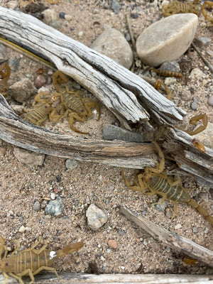 Centruroides sculpturatus Arizona Bark Scorpion