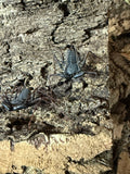 Sonoran desert Tailless Whip Scorpion- Paraphrynus carolynae- Unsexed