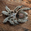 Grammostola rosea chilian rose hair