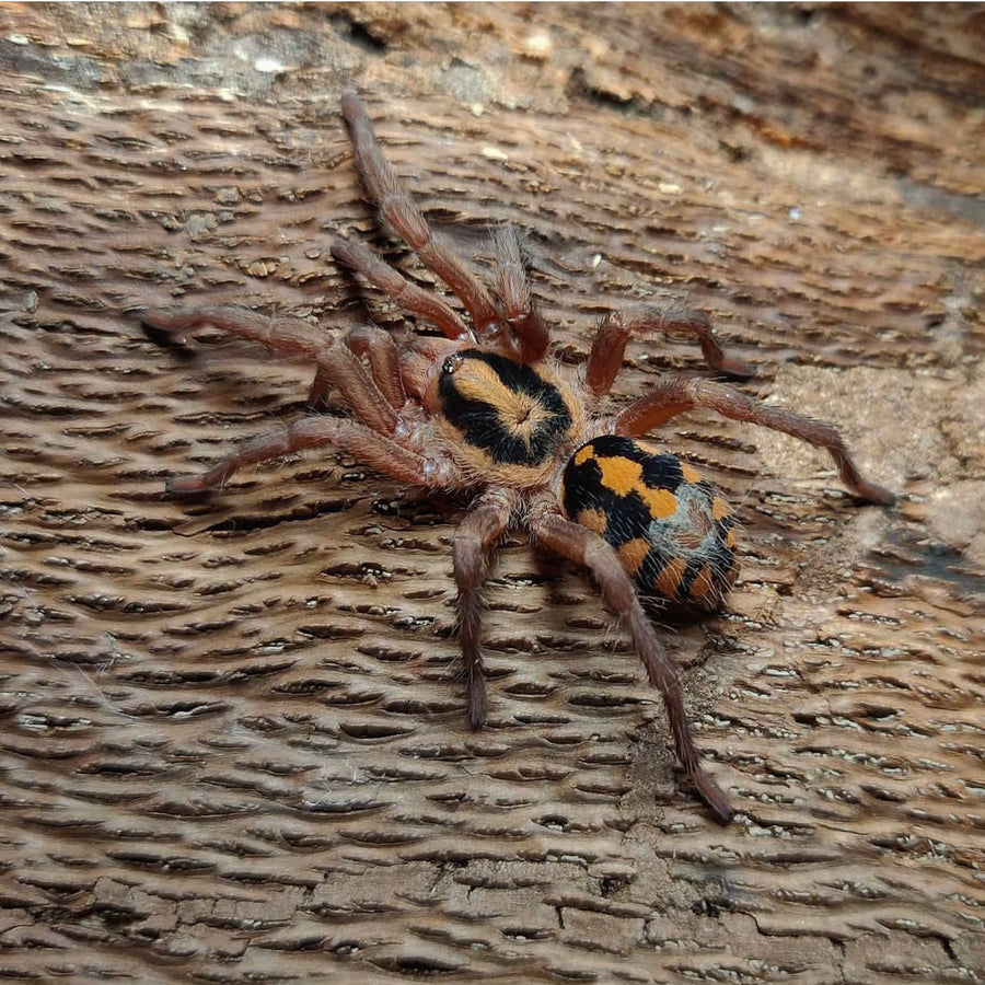hapalopus sp pumpkin patch large