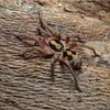 hapalopus sp pumpkin patch large