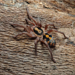 hapalopus sp pumpkin patch large