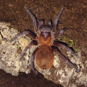 Citharacanthus cyanaeus Cuban violet 