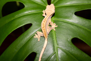 Extreme Pinstripe Harlequin Crested Gecko- Unsexed