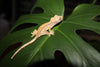 Extreme Pinstripe Harlequin Crested Gecko- Unsexed