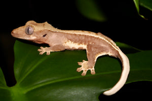 Chocolate Extreme Pinstripe x Chocolate Lily White Crested Gecko-Unsexed