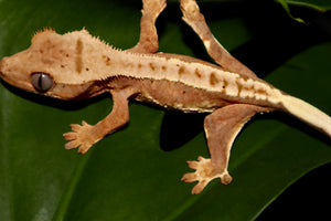 Lily White x Super Dalmatian (Confetti) Crested Gecko- Unsexed