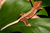 (Low Expression Lily White) Chocolate Extreme Pinstripe x Chocolate Lily White Crested Gecko-Unsexed