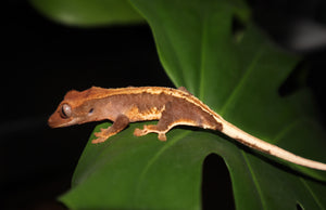 (Low Expression Lily White) Chocolate Extreme Pinstripe x Chocolate Lily White Crested Gecko-Unsexed