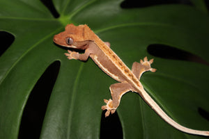 (Red Base) Chocolate Extreme Pinstripe x Chocolate Lily White Crested Gecko-Unsexed