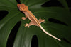 (Red Base) Chocolate Extreme Pinstripe x Chocolate Lily White Crested Gecko-Unsexed