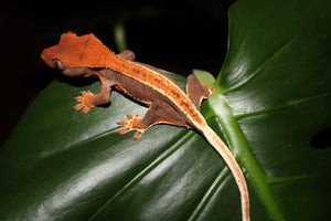 (Flamethrower) Lily White x Patternless Red Crested Gecko-Unsexed