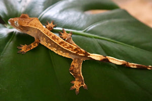 (Tricolor Tiger) Lily White x Patternless Red Crested Gecko-Unsexed
