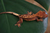 (Big Red- Non Lily) Lily White x Patternless Red Crested Gecko-Unsexed