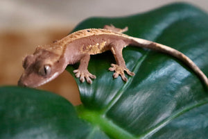 (Red Tri-Color Non-Lily) Lily White x Tri-Color Red Crested Gecko-Unsexed