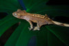 Tri Color x Patternless Red Crested Gecko-Unsexed