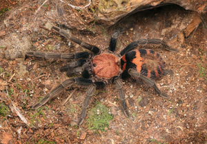 davus pentaloris costa rican tiger rump