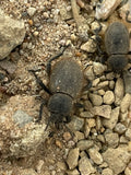 Eleodes osculans- Wooly Darkling Beetle