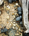 Asbolus verrucosus- Blue death feigning beetle