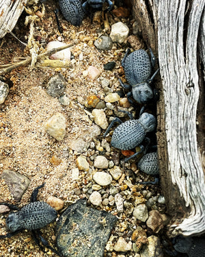 Asbolus verrucosus- Blue death feigning beetle
