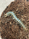 Scolopendra  polymorpha- Desert Tiger Centipede