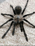Ornithoctonus costalis thai silver tarantula