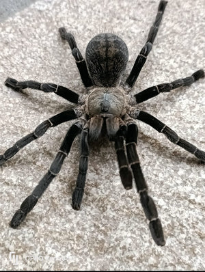 Ornithoctonus costalis thai silver tarantula